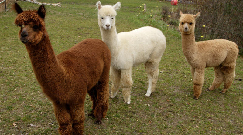 Alpaca