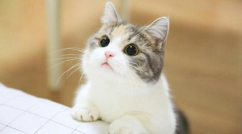 [Animal] Look at me Please~~